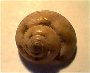 Gibbula da determinare